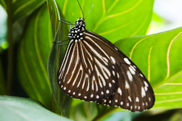 a patterned butterfly that perches on the leaves
