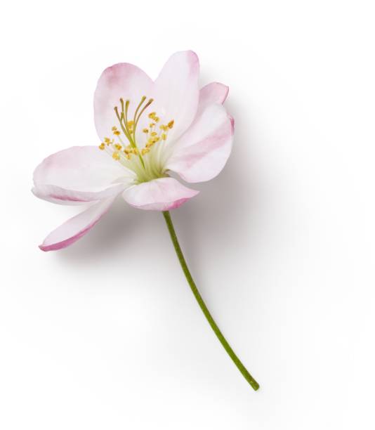 istock Close up view flowers on vase isolated on white. 2051854432