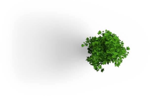 istock Decorative flowers and plants for the home interior and office isolated on plain background. 2051862342
