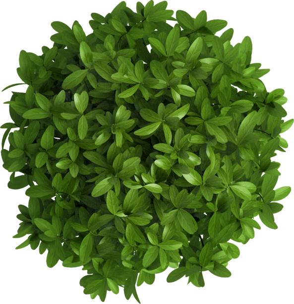 istock Close up view various plant for decor isolated on plain background. 2051865444