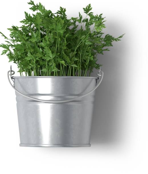 istock Decorative flowers and plants for the home interior and office isolated on plain background. 2051872611