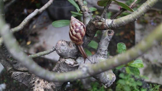 Snail on a frangipani tree