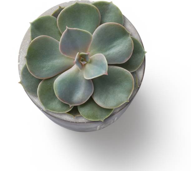 istock Close up view isolated succulent plant. 2051922444