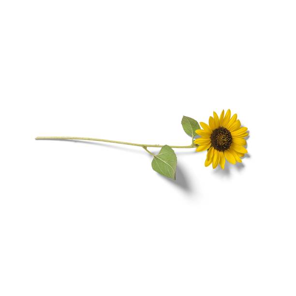 istock Close up view sun flower isolated on white background. 2051922965