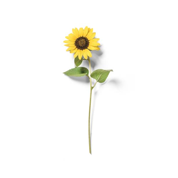 istock Close up view sun flower isolated on white background. 2051928260
