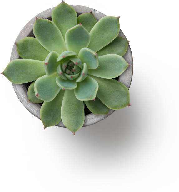 istock Close up view isolated succulent plant. 2051929801