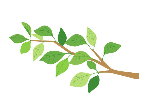 stockillustraties, clipart, cartoons en iconen met illustration of a branch with leaves - tak plantdeel