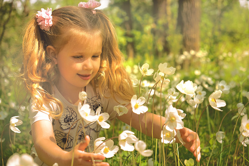 Little girl picking summer flowers. Happy child enjoying nature outdoors. Sunlit  little girl smelling summer flowers. Soft blurred  sunlight effect