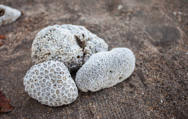 istock Coral rocks from the ocean on the beach sand 2051976763