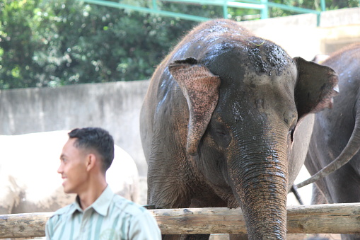 Yogyakarta, Indonesia, 13 December 2023; Elephants and a male Indonesian elephant handler at a zoo in the morning.