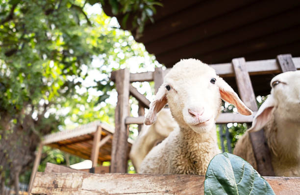 istock Cute funny little lamb at farm. 2052013034