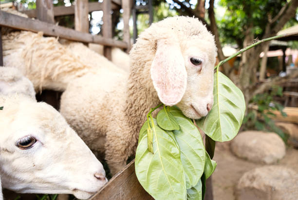 White animals feed quietly beside vibrant foliage slope pasture meadow