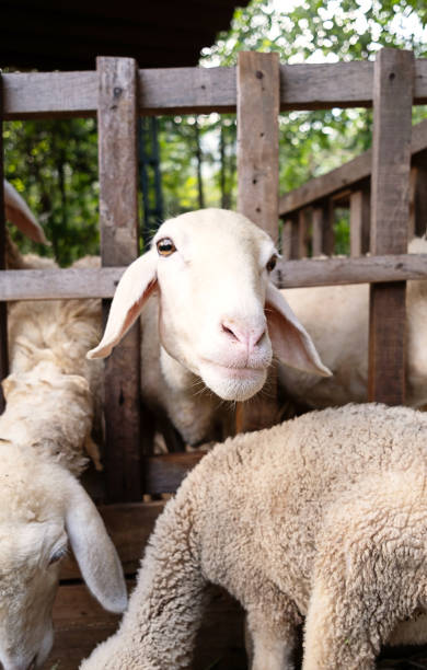 istock Funny sheep at the barn. Animal portrait. 2052013542