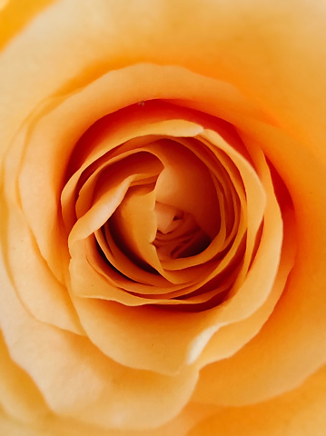 Macro photo of an opening yellow rosebud. Yellow roses can symbolize new beginnings and fresh starts. Offering someone a yellow rosebud can represent a new phase in a relationship or the start of something exciting and promising.