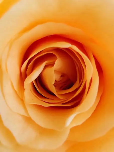 Macro photo of an opening yellow rosebud. Yellow roses can symbolize new beginnings and fresh starts. Offering someone a yellow rosebud can represent a new phase in a relationship or the start of something exciting and promising.