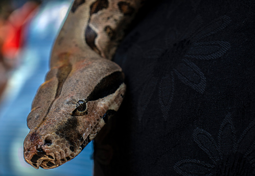 Boa constrictor hanged over dark background in Brazil