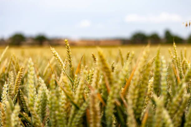 Wheat (Triticum aestivum) fields, Bidford-on-Avon , Warwickshire, England