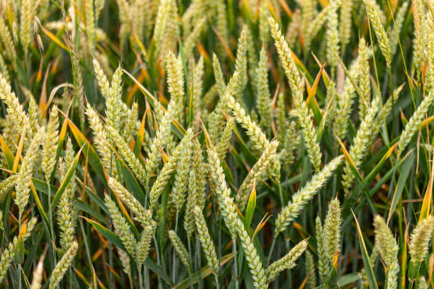 Wheat (Triticum aestivum) fields, Bidford-on-Avon , Warwickshire, England