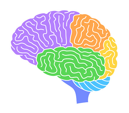Vector illustration of human brain parts as follows: frontal lobe, parietal lobe, occipital lobe, temporal lobe, cerebellum, and spinal cord.
