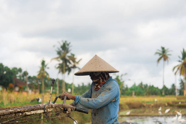Man in conical hat cultivating soil to plant rice on Bali