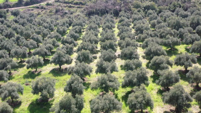 Aerial view of olive trees