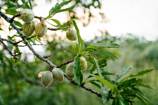 istock Almond tree with fruits at sunset 2052101478