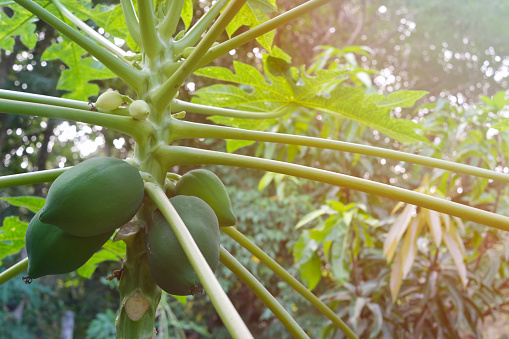 Closeup of papaya tree with green fruits. Agriculture and farming.