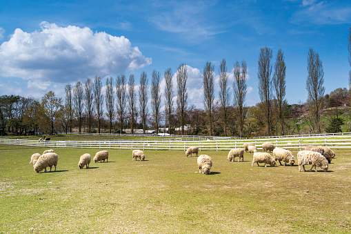 Flock of sheep grazing against blue sky