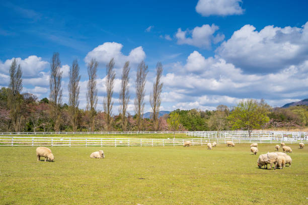 Flock of sheep grazing against blue sky