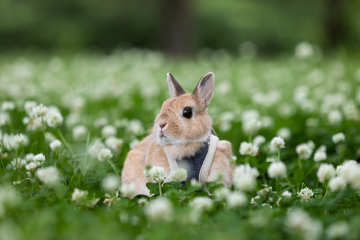 Netherland dwarf, a type of rabbit, playing in a green meadow or park