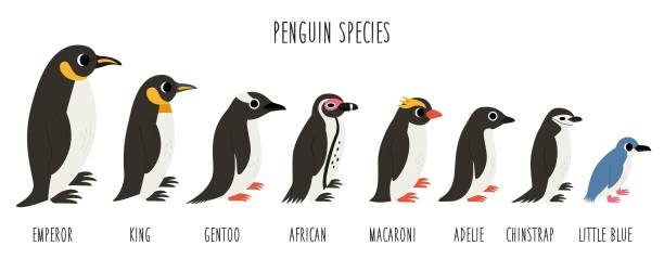 Set of cute penguin species in cartoon style on white background. Penguin types. Set of cute penguin species in cartoon style isolated on white background. chinstrap penguin cartoon stock illustrations