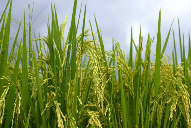 istock Rice plant in the field 2052228173