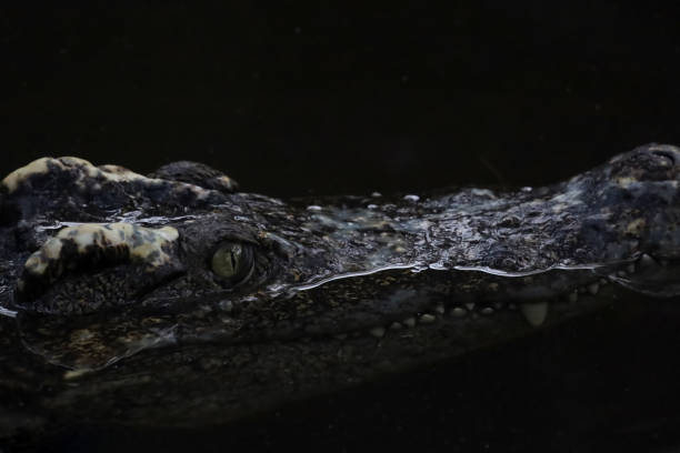 istock Close up head the crocodile on the blackriver 2052229712