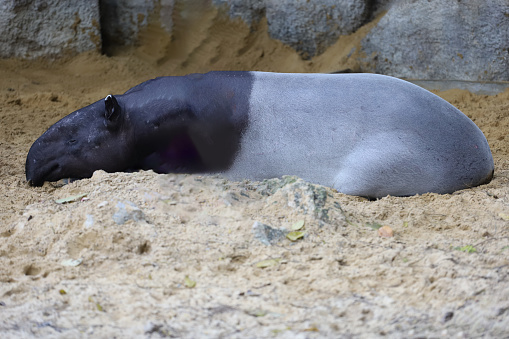 The tapir is rest and sleep at the garden