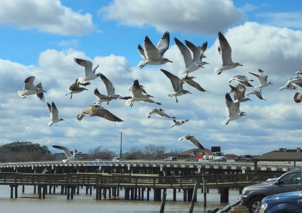 Flock Of White Birds Flying With Clouds In The Background