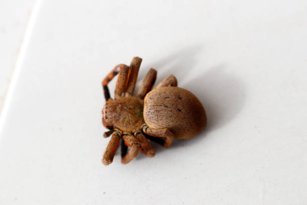 Common house spider shot on white.