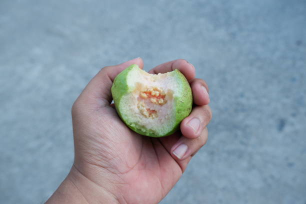 istock Selectively focus on the guava fruit you are holding that has been bitten 2052302172