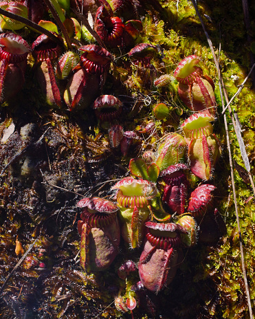 The carnivorous Albany pitcher plant (Cephalotus follicularis) is a monotypic genus with one single species, which grows in swampy areas in small regions at the south coast of Western Australia.