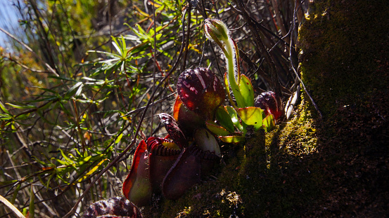 The carnivorous Albany pitcher plant (Cephalotus follicularis) grows in swampy areas in small regions at the south coast of Western Australia. In the sun pitchers turn dark red. Flower stalks emerge in November.