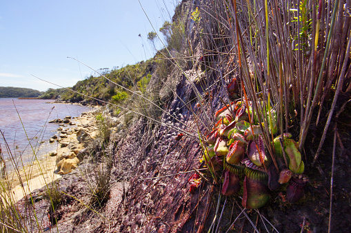 The carnivorous Albany pitcher plant (Cephalotus follicularis) close to the water´s edge at the south coast of Western Australia. In the sun pitchers turn dark red.