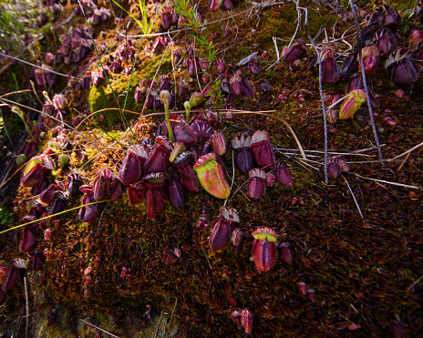 The carnivorous Albany pitcher plant (Cephalotus follicularis) grows in swampy areas in small regions at the south coast of Western Australia. In the sun pitchers turn dark red. Flower stalks emerge in November.