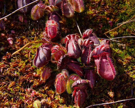 The carnivorous Albany pitcher plant (Cephalotus follicularis) grows in swampy areas in small regions at the south coast of Western Australia. In the sun pitchers turn dark red.