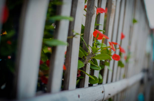 Flowers and hedges lean on each other