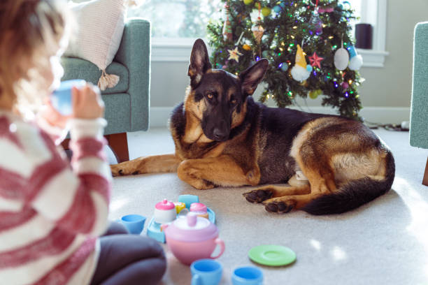 A gentle and obedient pet German Shepard dog lays next to a Christmas tree while his owner, an unrecognizable little girl, plays with a tea set nearby.