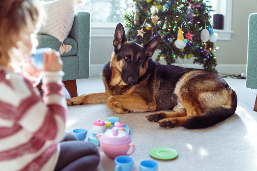 A gentle and obedient pet German Shepard dog lays next to a Christmas tree while his owner, an unrecognizable little girl, plays with a tea set nearby.