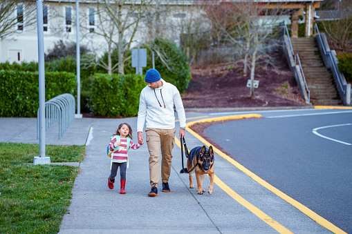 A loving dad holds hands with his four year old Eurasian daughter and walks their pet German Shepard dog on a leash, when dropping his daughter off at school in the morning.