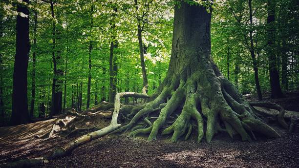 Majestic roots of nature Majestic roots of nature exposed tree roots stock pictures, royalty-free photos & images