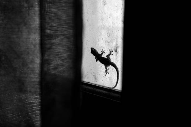 A lizard crawls on the window pane of the house