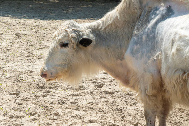 Rural farming animal