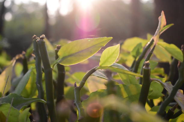 istock Garden leaves shining under the sunlight 2052394070